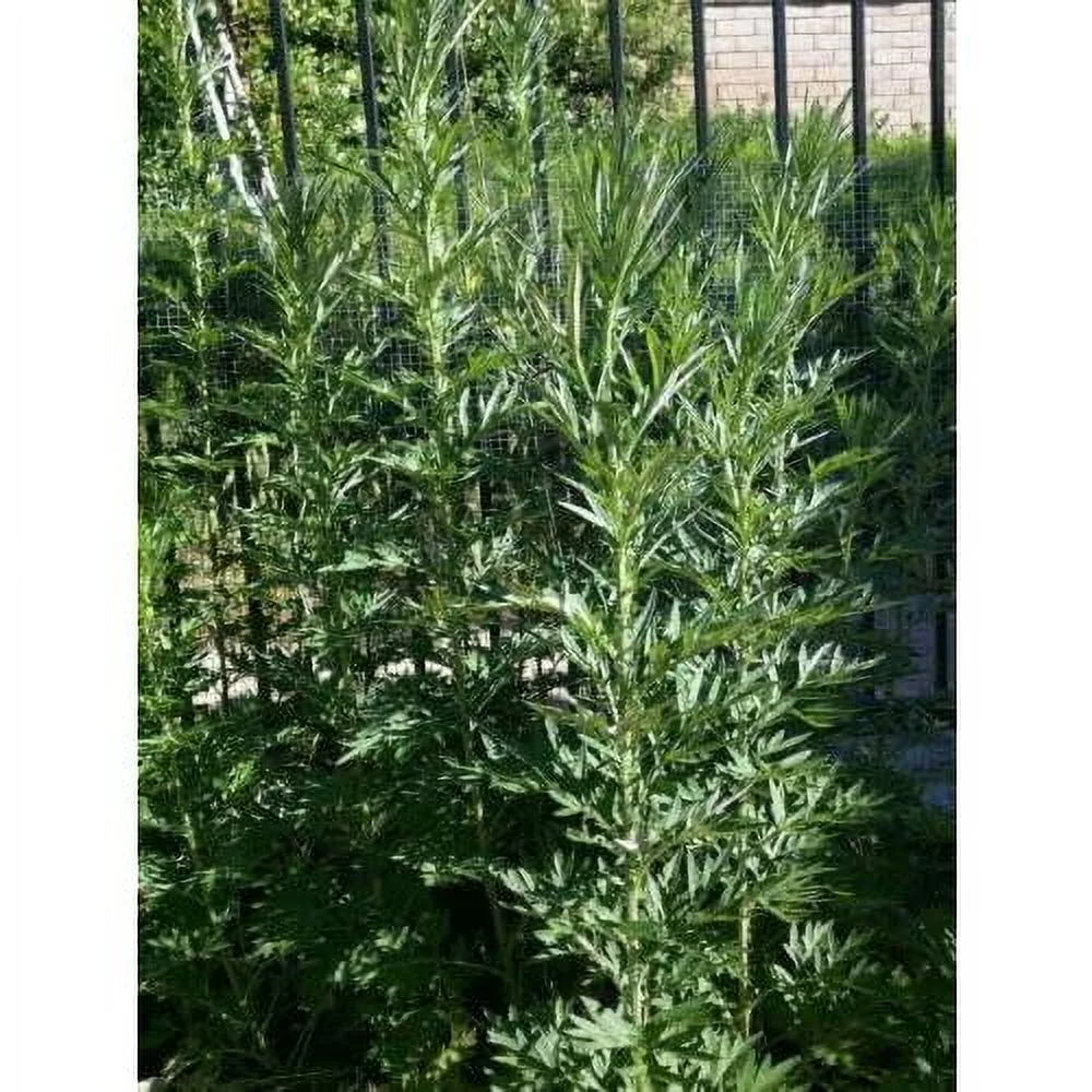 6 Dried 14” Long Branches With Leaves Organic Mugwort Herb Wicca Artemisia Vulga