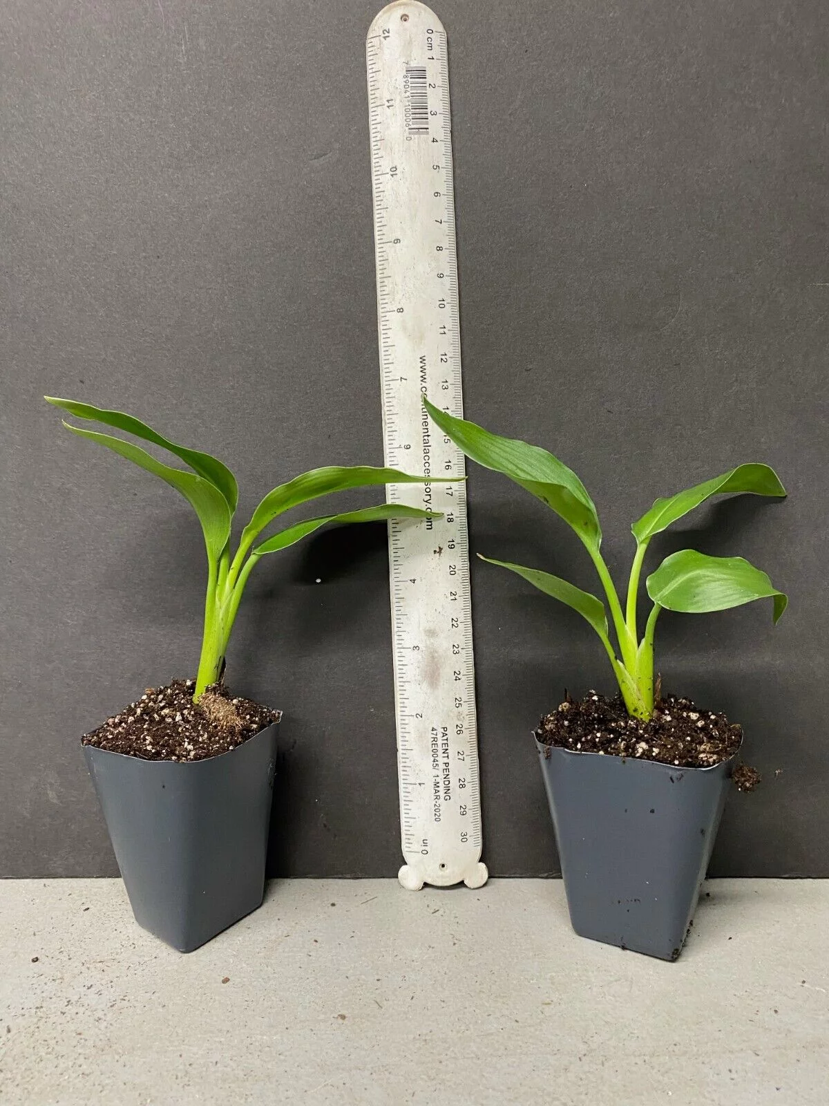 ~~MANDELAS GOLD~~Yellow Bird of Paradise~Strelitzia Reginae~~SMALL ROOTED PLANT