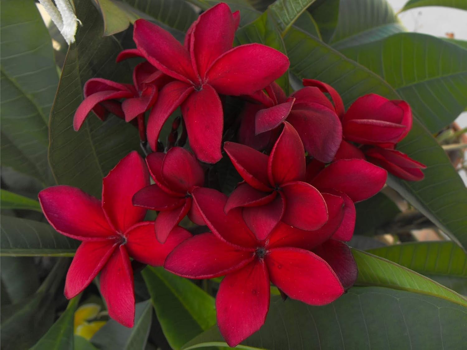 4 Live Tropical Mixed Hawaiian Plumeria Plant Cuttings 10 Inch Each - Discount Hawaiiangifts