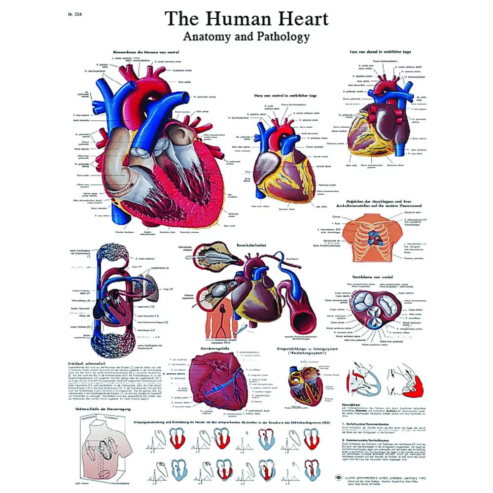 Paper Anatomical Charts - Heart - 1 Each / Each - 12-4610P