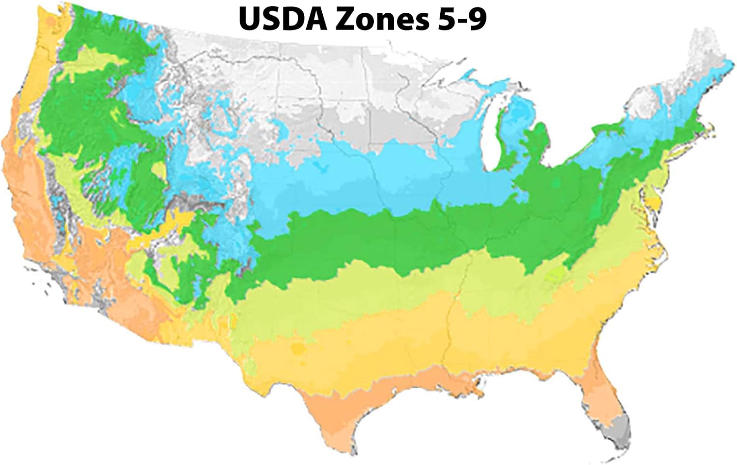 Blooming & Beautiful - Pugster Amethyst Butterfly Bush - 3 gal - Proven Winners - Deciduous Shrub - Light Purple-Amethyst Cone Flowers - Zones 5-9 - Buddleia x ‘SMNBDL’ PP30236-3 Gallon Pot