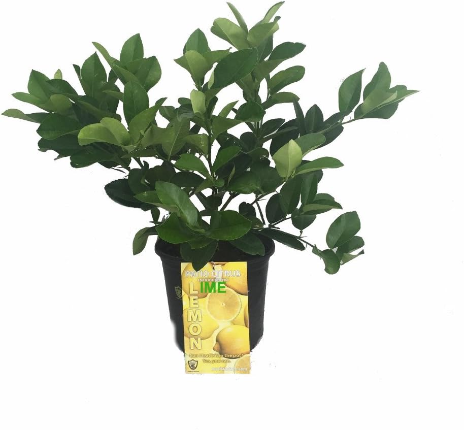 Cocktail Tree-Meyer Lemon/Key Lime - 8