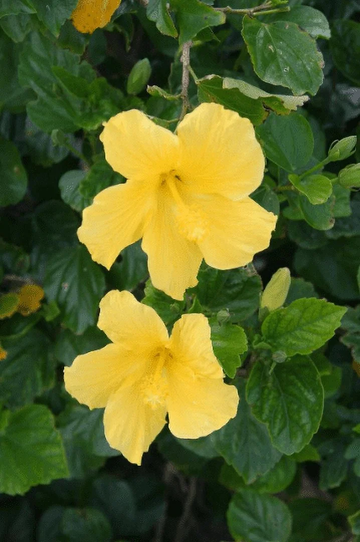 Tropical Hibiscus 'Yellow' in a 4