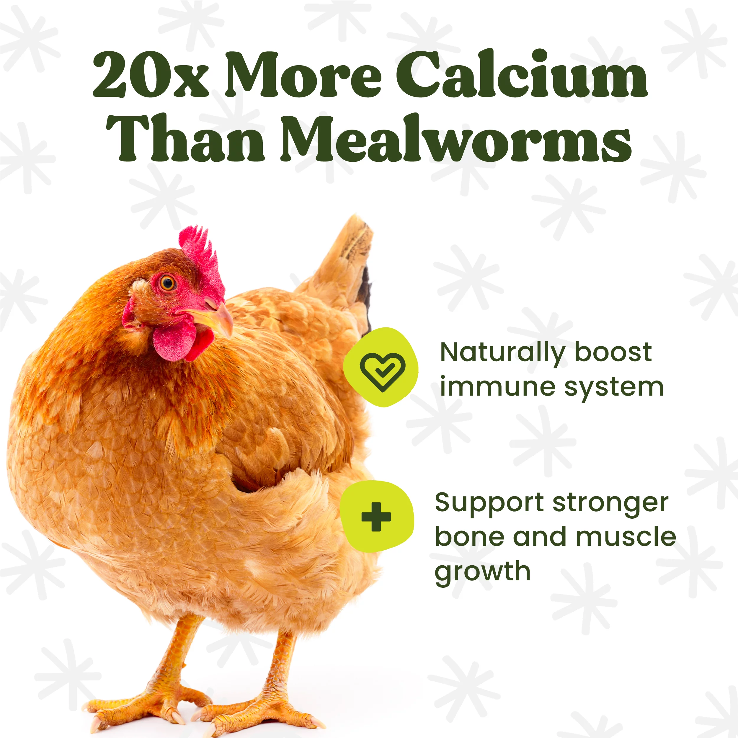 Whole Dried Black Soldier Fly Larvae Bag (BSFL) 15 Lbs.