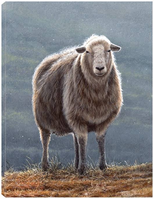 Herdwick Sheep Canvas Art by Jeremy Paul 24x32 Fineartcanvas