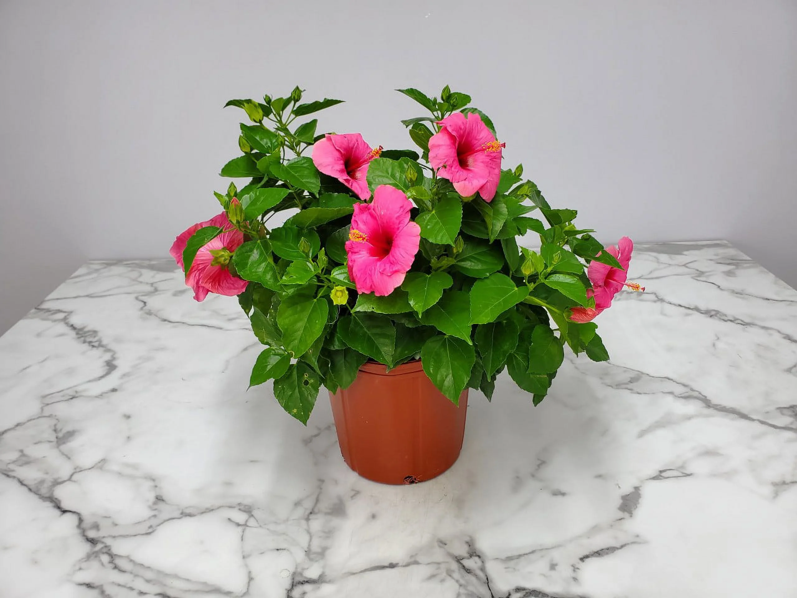 Tropical Plants of Florida 22