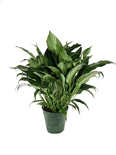 Peace Lily - 5 Live Plants in 6 Inch Pots - Spathiphyllum - Air Cleaning Indoor Houseplant