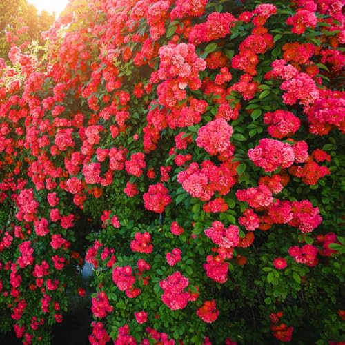 Red Don Juan Climbing Rose Live Plant, Fragrant Climber Rose for Garden, Hybrid Tea Roses Bushes, Establish Root, Cut Back