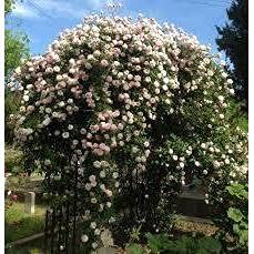 Ma Cherie Roses- Cecille Brunner Climbing Rose Live Plant, 2 Quart Pot, Rose Bushes Ready to Plant, Live Outdoor Plants, Pink Climbing Rose, Plant Gifts, Live Plants Outdoor, Roses Live Plants.