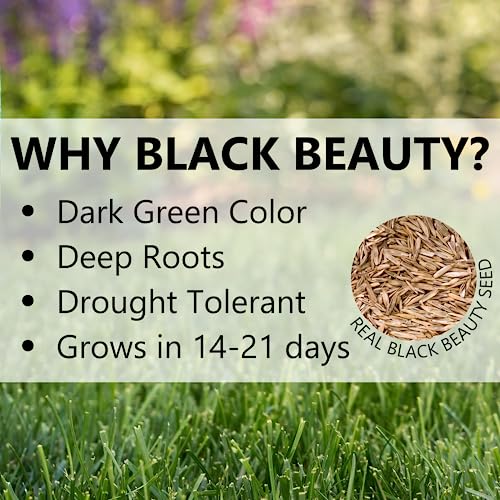 Jonathan Green (10620) Black Beauty Dense Shade Grass Seed - Cool Season Lawn Seed (7 lb)