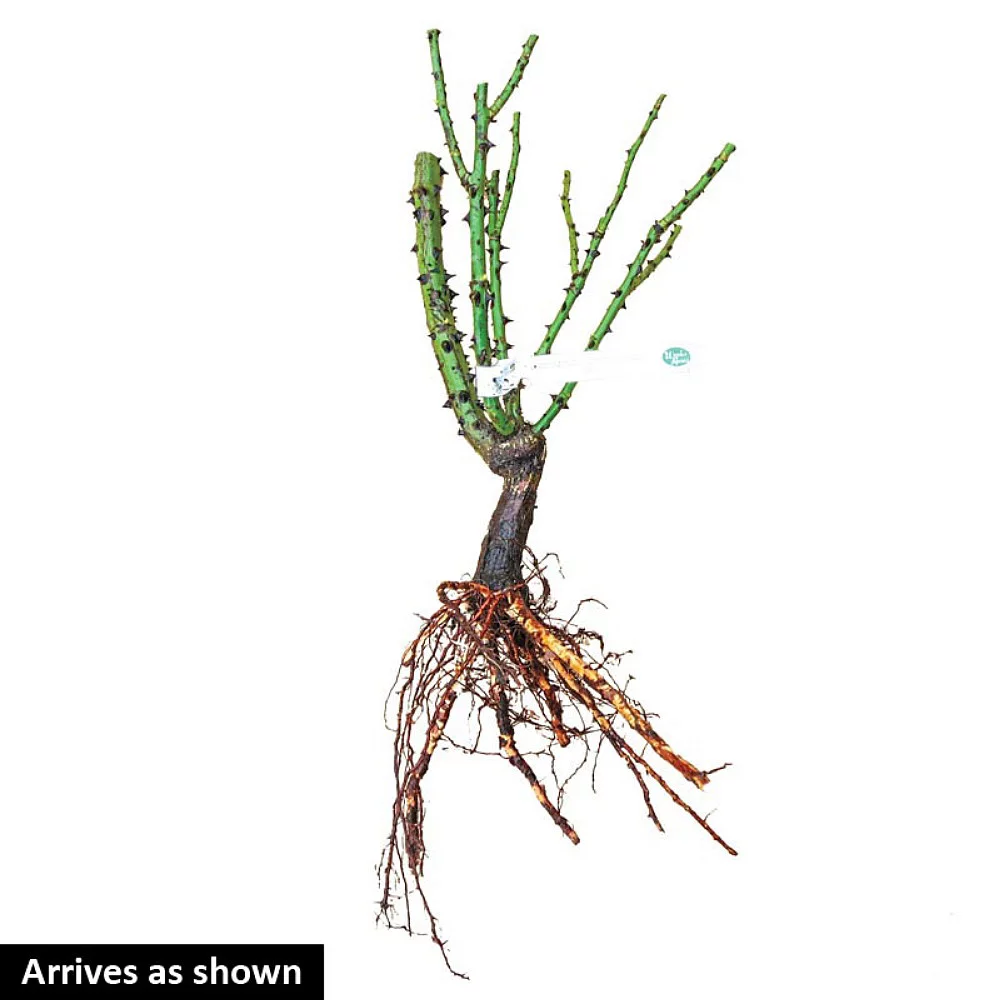 Dark Night™ Hybrid Tea Rose Bush - Bare Root