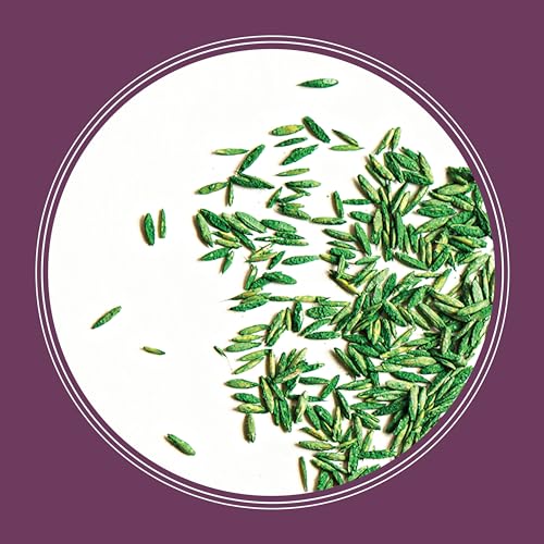 Pennington The Rebels Tall Fescue Shady Grass Seed Mix 20 lb