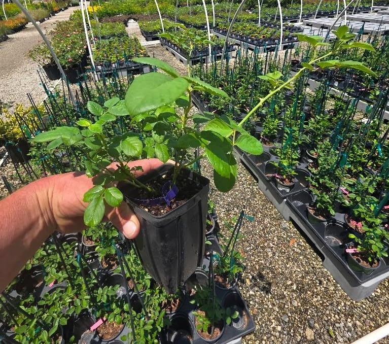 Cloud 10™ White Climbing Rose - Live Plant - (1 QT)