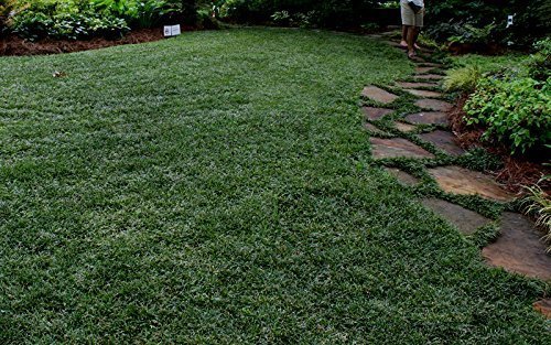 Dwarf Mondo Grass - 10 Live Plants - Shade Loving Evergreen Ground Cover Ophiopogon Japonicus Nanus