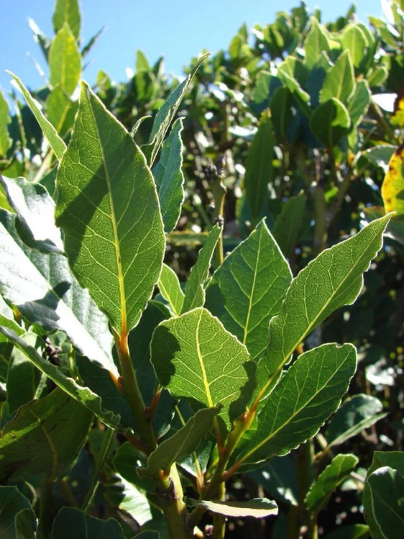Laurus nobilis - 'Bay Leaf Tree' - Bay Laurel or Sweet Bay - (1)Live Plant, 4 inch sized pot