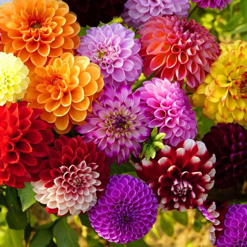 1p Dahlia Bulbs Mix for Planting Outdoors Flower Bulbs tubers Brilliant Color Throughout Summer and Fall.(Perimeter: 4.5in. Random Color)