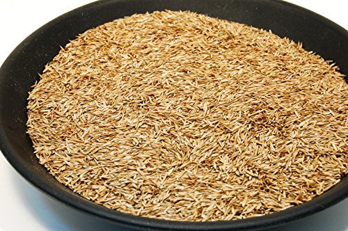 Kentucky 31 K31 Tall Fescue Grass Seed by Eretz - Choose Size! State Certified, No fillers, No Weed or Other Crop Seeds (3lbs)