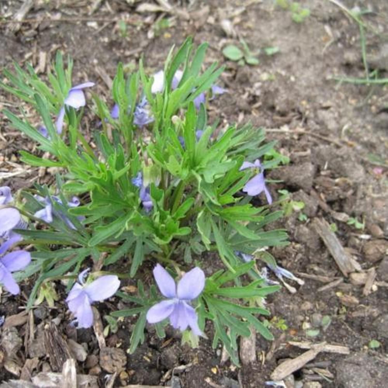 CHUXAY GARDEN Viola Pedatifida-Prairie Violet,Crow-Foot Violet,Larkspur Violet,Purple Prairie Violet,Coastal Violet 100 Seeds Hardy Attractive Deep Blue-Violet Flowers Showy Accent Plant