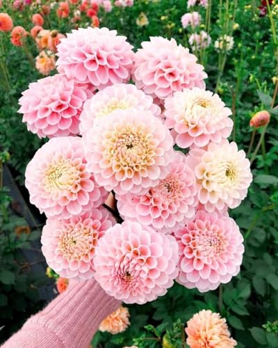 Dahlia Decorative 'Marble Ball' Outdoor Garden Perennial Plant Bulb/Tubers (2 Bulbs)