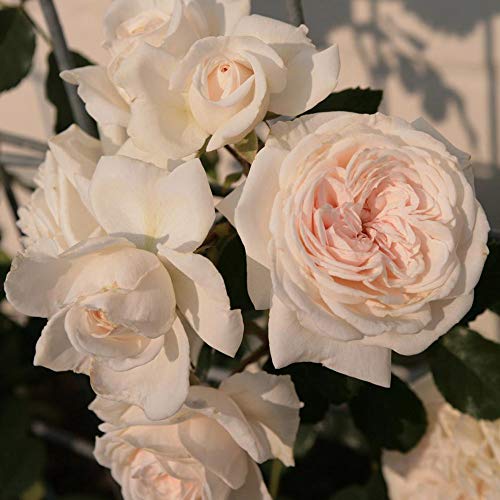 Heirloom Roses Rose Plant - Arborose® Honeymoon White Rose Bush, Climbing Roses Live Plant for Planting Outdoors