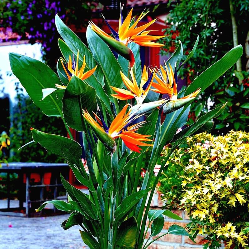 Yellow Bird of Paradise Live Plant to Grow, 4 to 8 Inches Tall, Strelitzia Reginae Bird of Paradise, Tropical Outdoor Plant