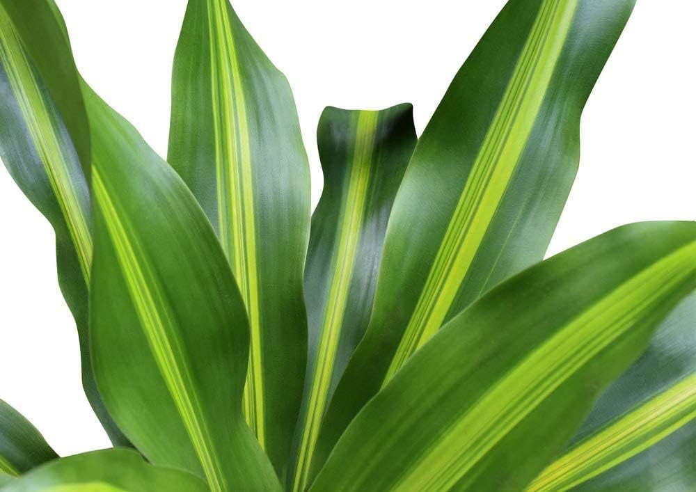 American Plant Exchange Mass Cane Dracena Massangeana Live Plant, 6