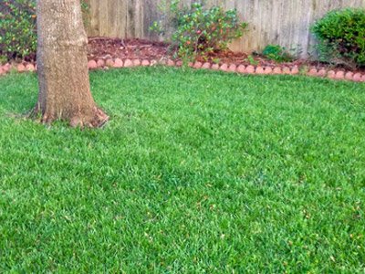 SeedRanch Titan Rx (Ultra) Tall Fescue Grass Seeds - 50 Lbs.