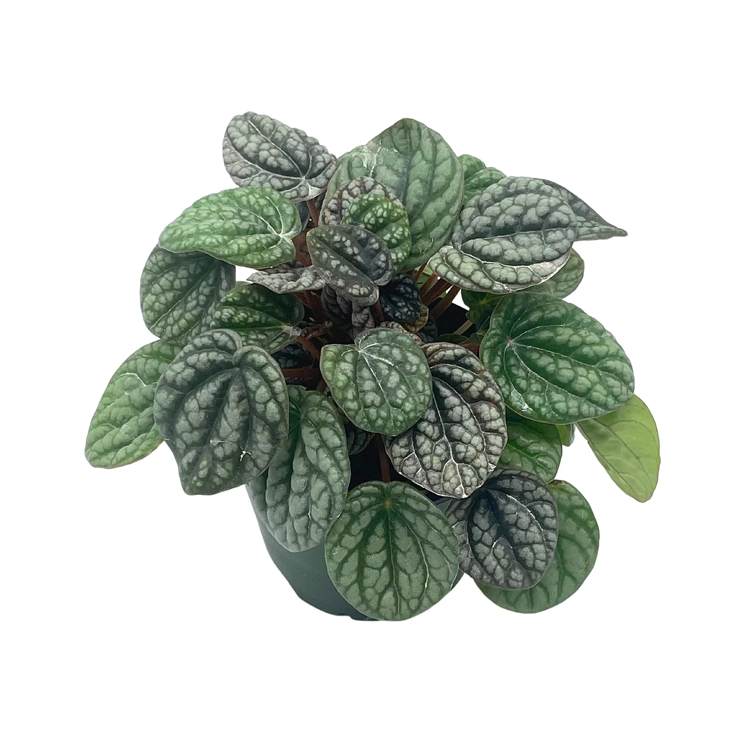 Piper Silver Flecks, 4 inch, Miniature Leaf Rare Piper Silver Flek Variegated