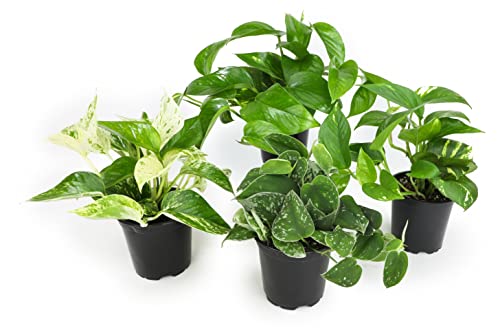 Altman Plants, Live Pothos Plants (4PK) Indoor Plants Live Houseplants, Pothos Live Plant House Plants Indoors Live Plants, Money Plant Indoor Pothos Plant Decor, Devils Ivy Trailing Plants Live