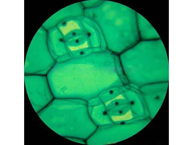 Amscope 40X-640X Metal Body Glass Lens Student Microscope with ABS Case u0026 25