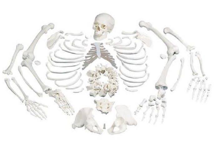 3B Anatomical Disarticulated Full Human Skeleton A05/1