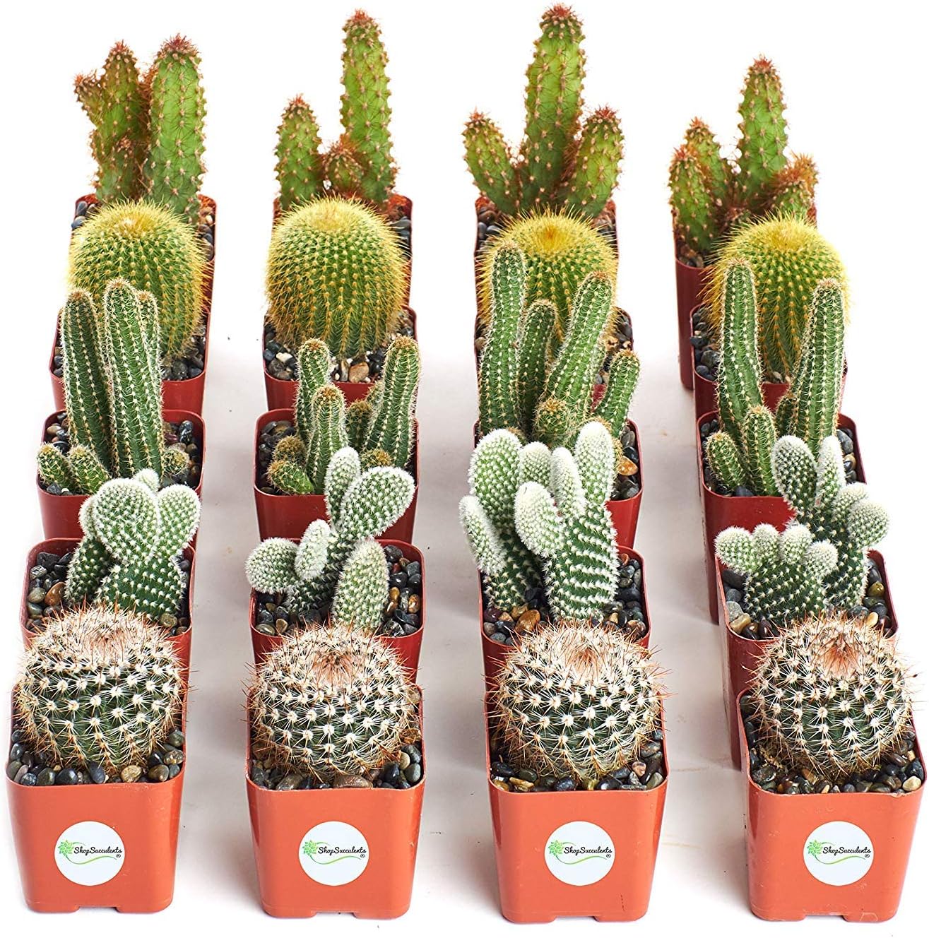 Shop Succulents | Cool Cactus Live Succulent Plants, Hand Selected Variety Pack of Cacti | Collection of 20,