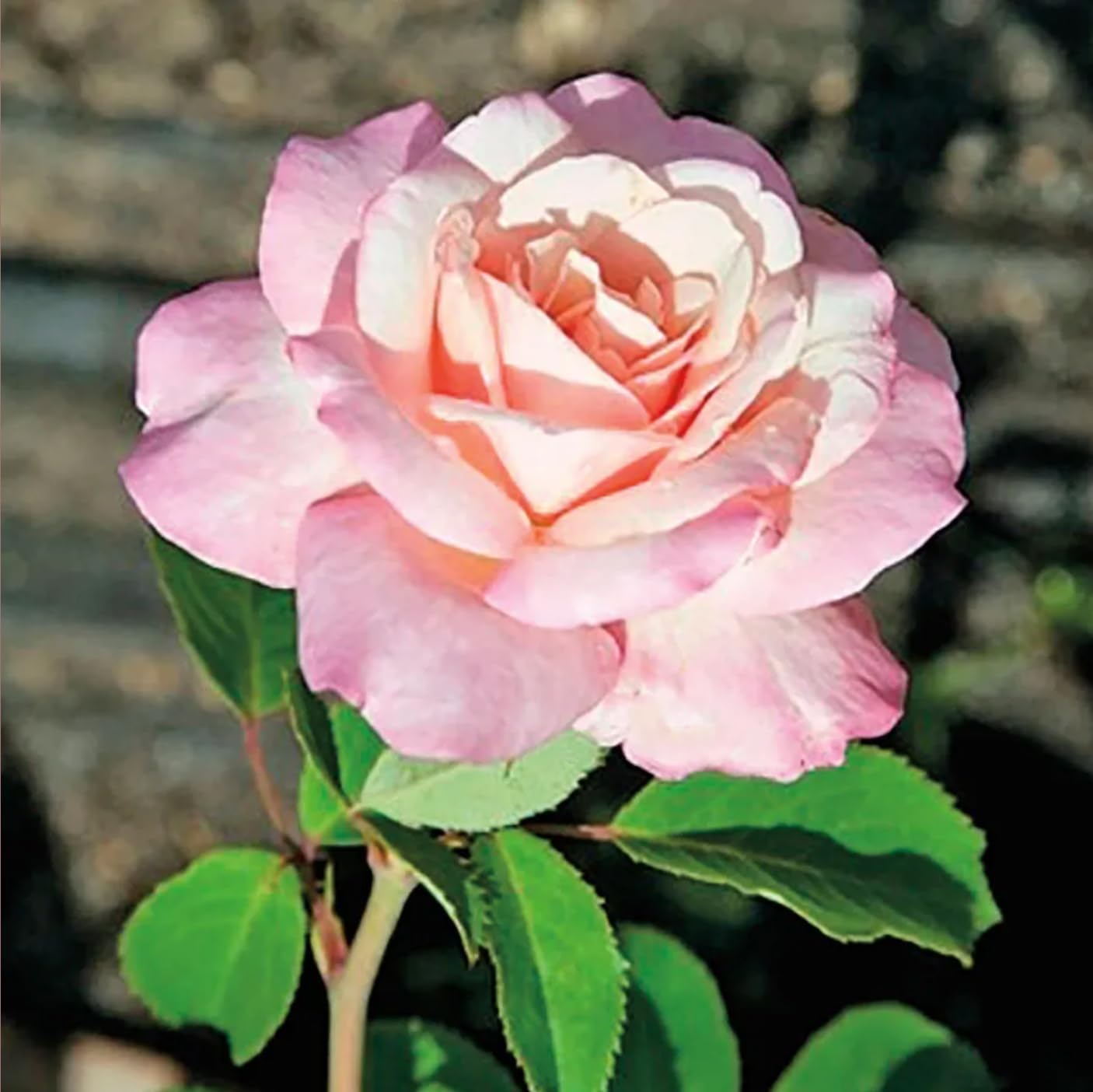 Jackson & Perkins Bareroot Roses, Romantic Flower Garden Staple, Belinda's Blush Shrub Rose