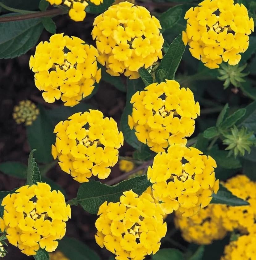 Lantana Live Plant for Planting Outdoors, Set 2 Live Lantana Plants, 4 to 7 Inch Tall, 4 Inch Pot, Lantana Perennial Plants, Ready to Plant, Multicolor