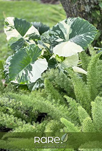 Nature's Way Farms, Alocasia Dawn Variegated, Rare Plant Collection, Live Plant (18-24 in. Tall) in Grower Pot