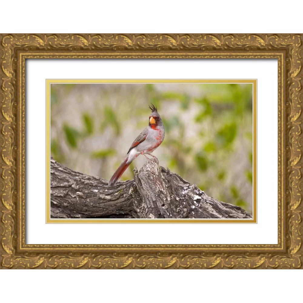 Lord, Fred 14x11 Gold Ornate Wood Framed with Double Matting Museum Art Print Titled - TX, Mission, Male pyrrhuloxia bird on log