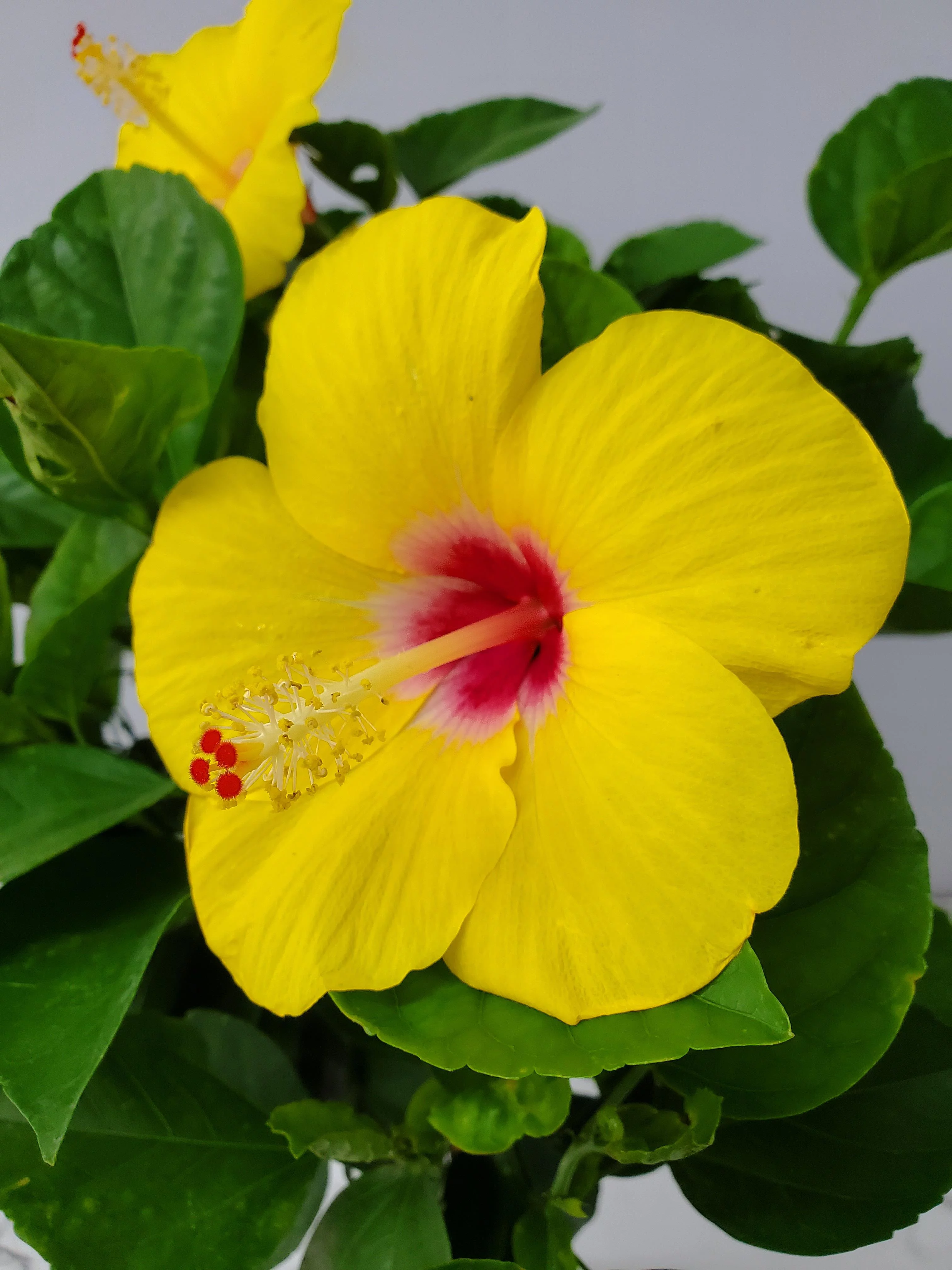 Tropical Plants of Florida 36