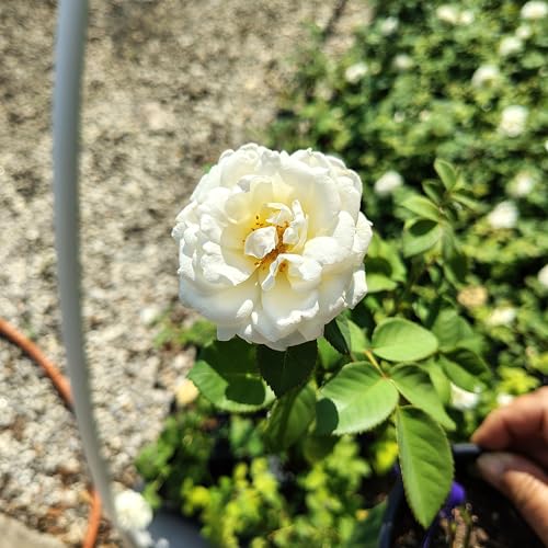 Cloud 10™ White Climbing Rose - Live Plant - (1 QT)