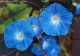 Morning Glory Heavenly Blue Flower UNTREATED Ipomoea Tricolor Seeds by Seed Kingdom