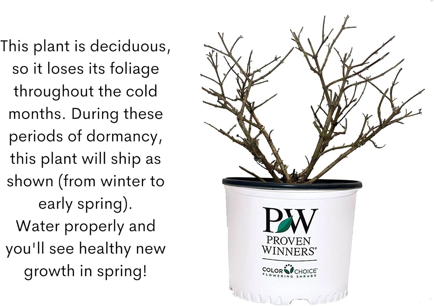 Pugster Amethyst 2 Gal. Buddleia, Purple Blooms