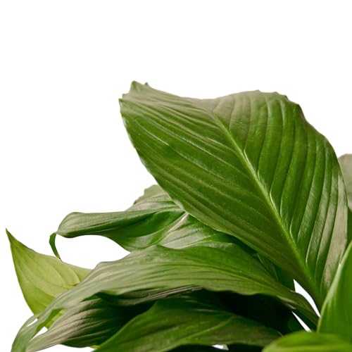 Spathiphyllum 'Peace Lily' 4