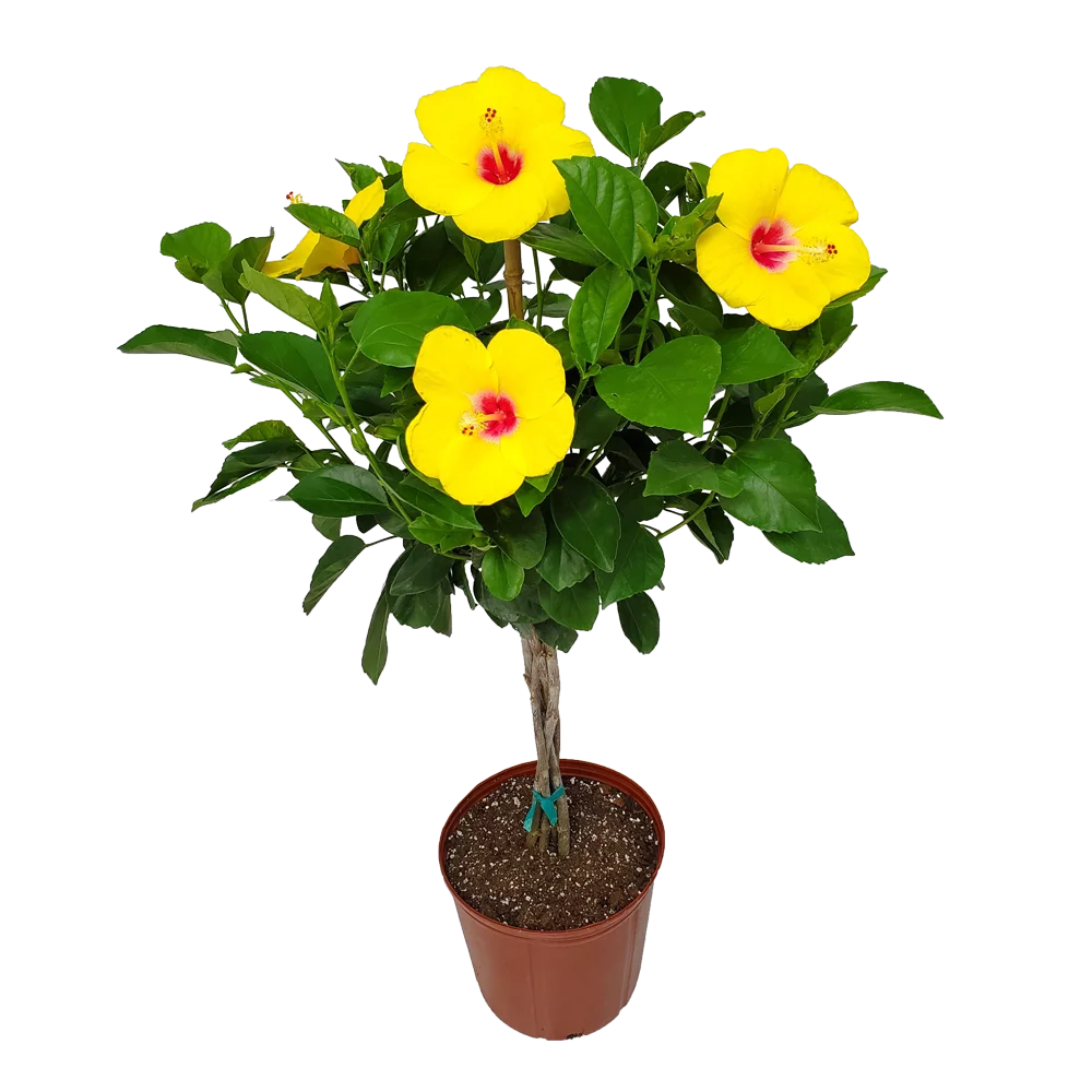 Tropical Plants of Florida 36