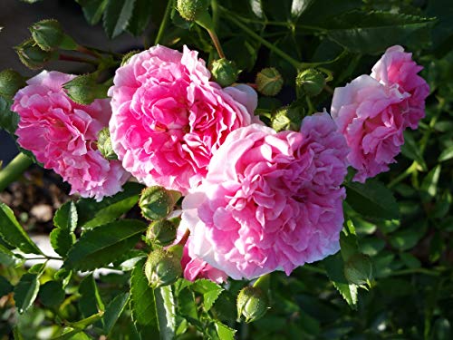 Seven Sisters Old Garden Antique Heirloom Climbing Rambler Rose Bush Live Plant Double Pink Starter Size 4 Inch Pot Emeralds TM