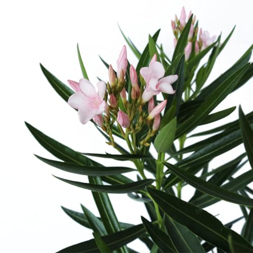 AMERICAN PLANT EXCHANGE Oleander Bush, Semi Dwarf, Petite Pink