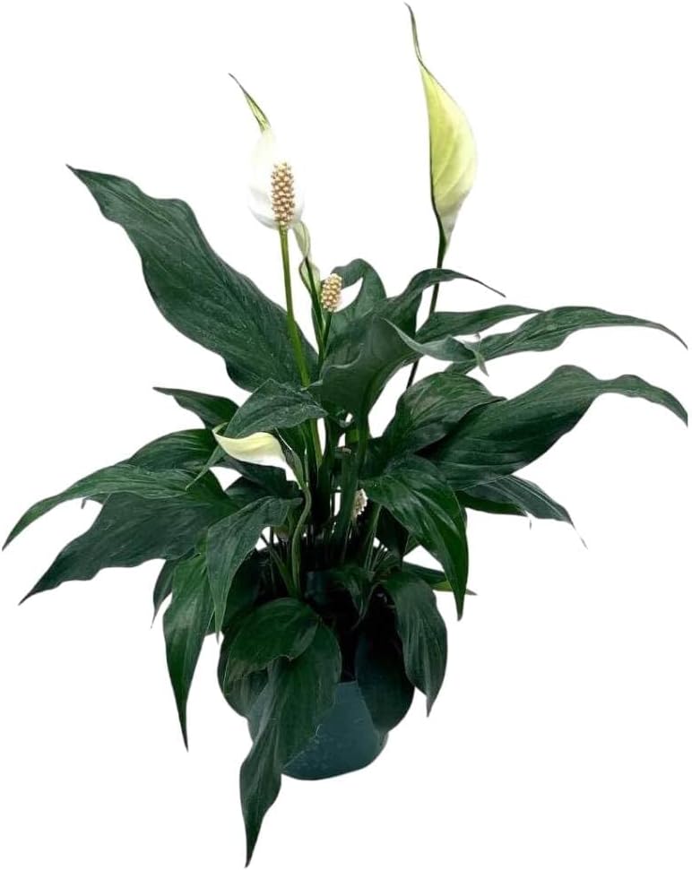 BubbleBlooms Peace Lily in a 4 inch Pot Spathiphyllum Wallisii, White Sails, Spathe Flower