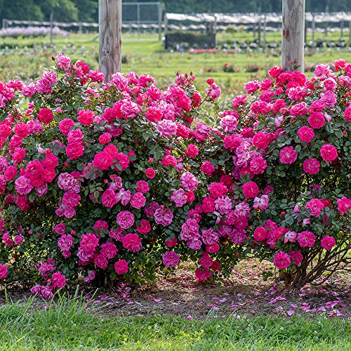 Heirloom Roses Rose Plant - Highwire Flyer™ Pink Rose Bush, Climbing Roses Live Plant for Planting Outdoors