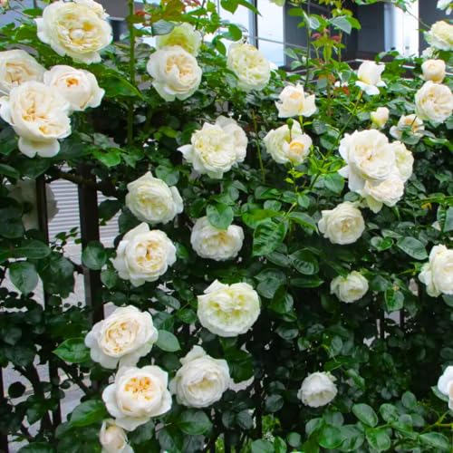Starter Climbing Roses Live Plants, Rose Bushes Ready to Planting, No Pot, Cut Back, Well Rooted, 6-8 Months Old (Fourth of July)