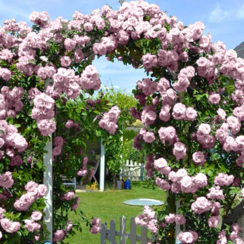 Climber Rose Plant Live - Climbing Rose - Come Bare Root with Soil, No Leaves, 5 to 7 Inches (Pink New Dawn)