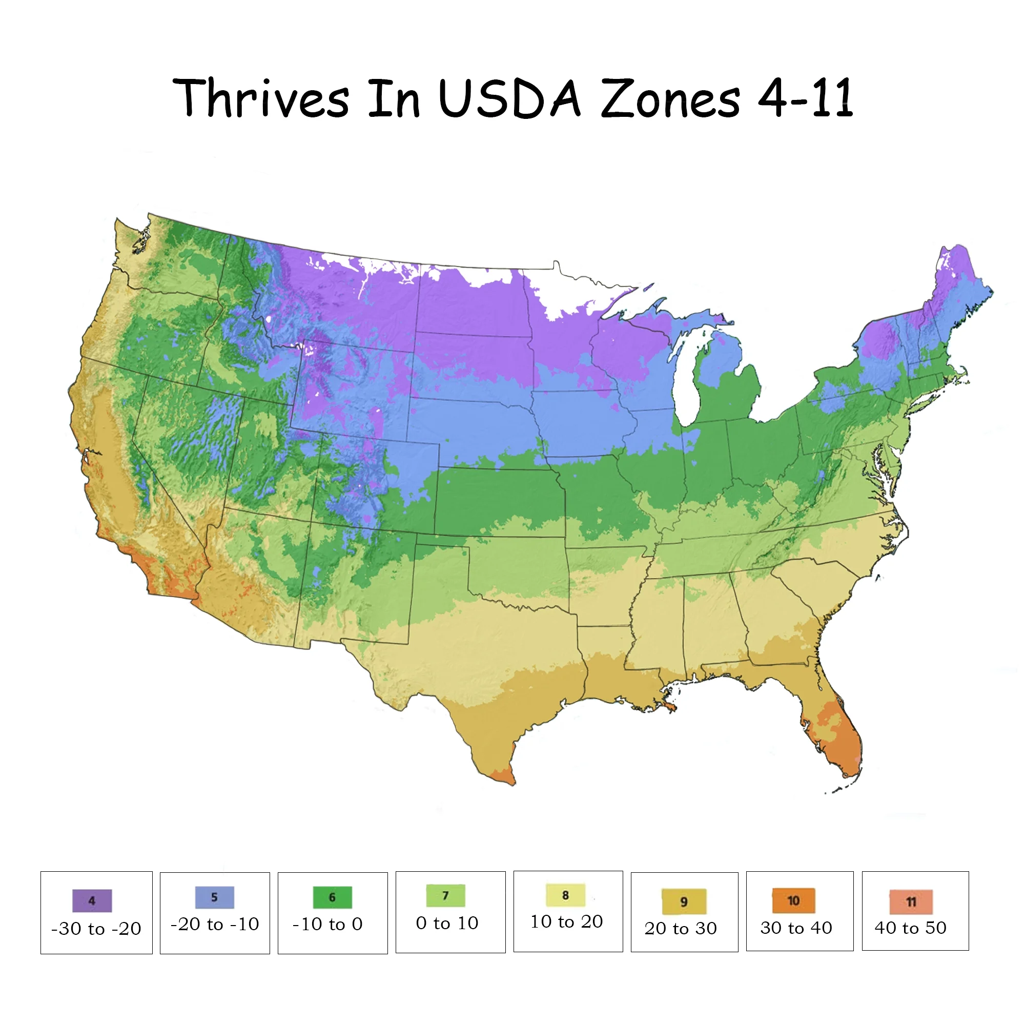 Drift Peach Rose Live Shrub (2 Gallon)