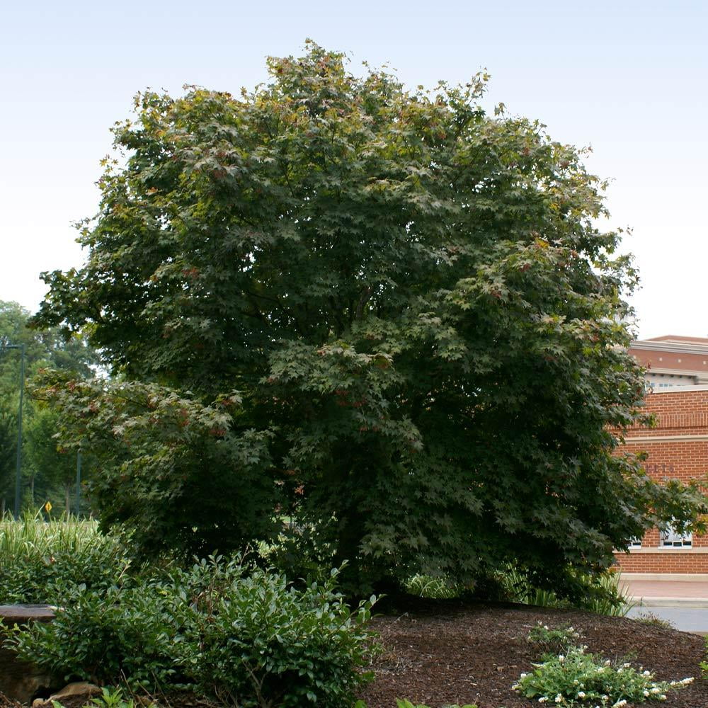 Brighter Blooms - Bloodgood Japanese Maple Tree - The Most Popular Variety of Red Japanese Maples - No Shipping to AZ